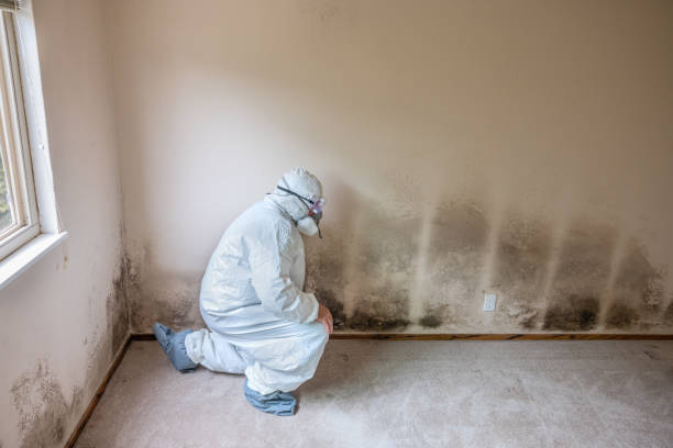 Best Attic Mold Removal  in Big Pine Key, FL