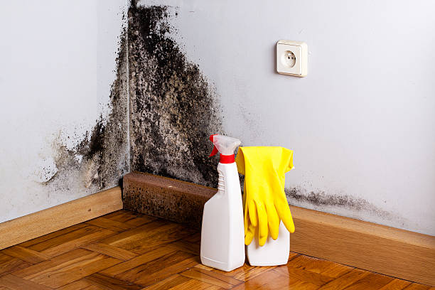 Best Mold Damage Repair  in Big Pine Key, FL